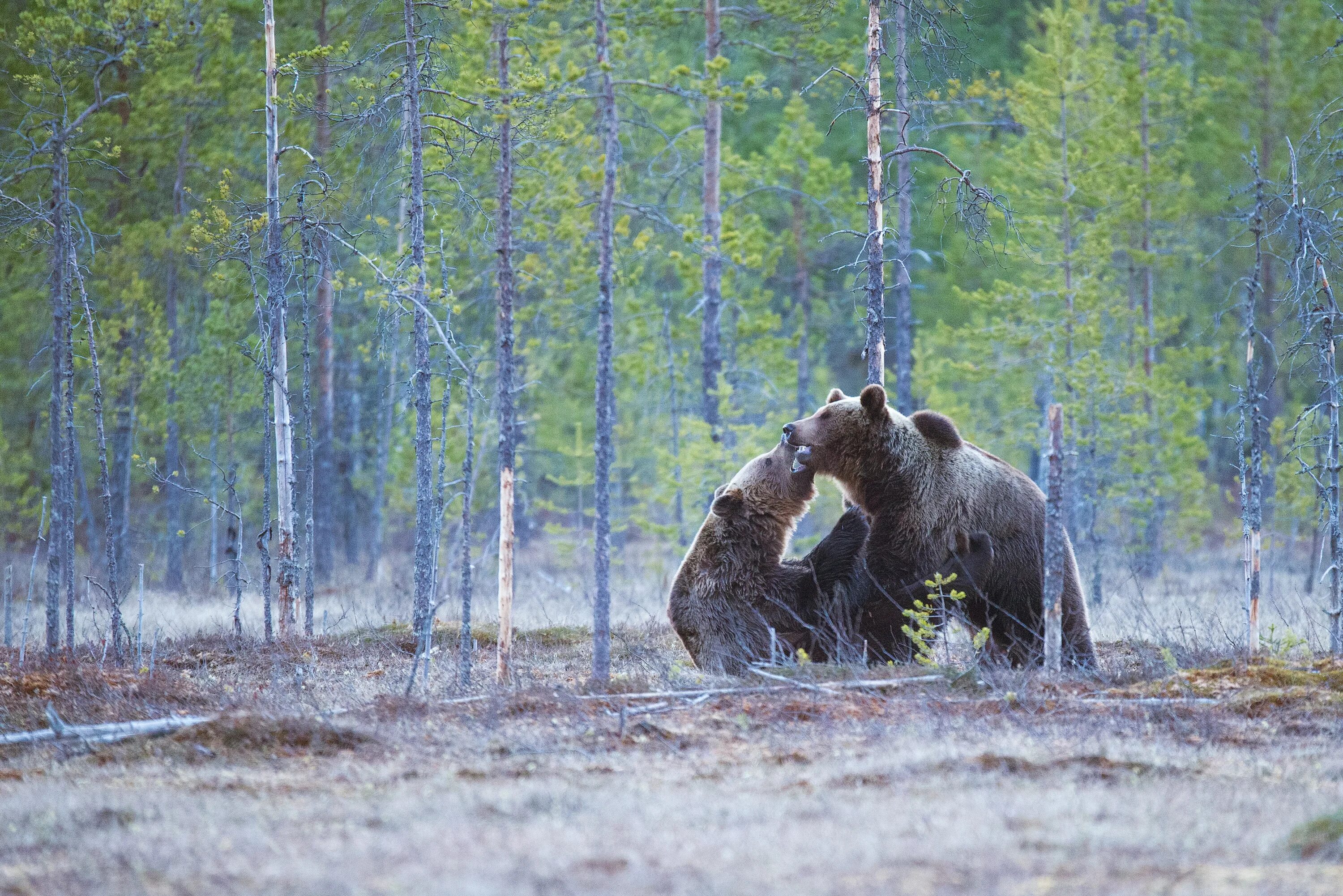 Медведи в болоте. Бурый медведь Кольский полуостров. Бурый медведь в тайге. Медведи в Сосновом Бору. Медведь в лесу.