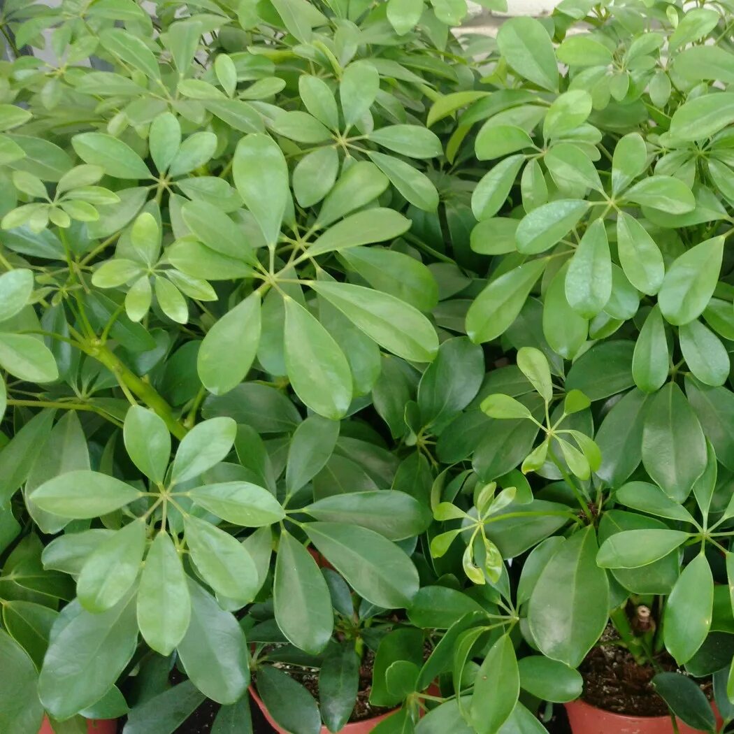 Schefflera arboricola цветок. древесная шеффлера гептаплеурум. шеффлера цветет. шеффлера восьмилистная. шефлера цветет.