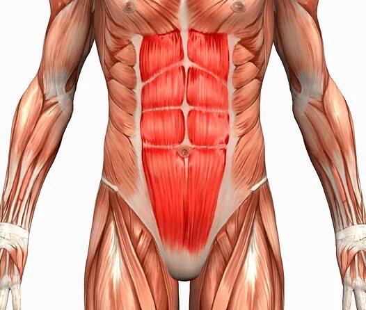 Obliquus internus abdominis. Musculus pyramidalis. Ректус абдоминис. M obliquus abdominis. M rectus abdominis.