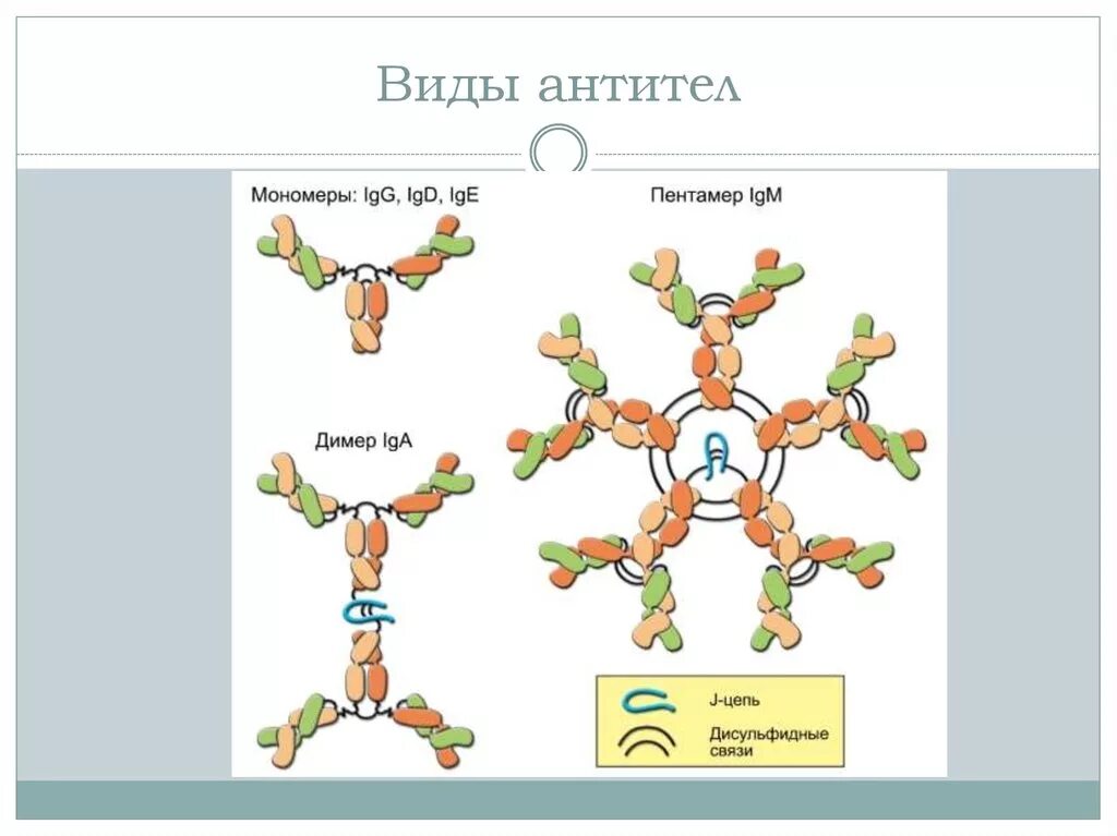 Иммуноглобулины iga igm. Иммуноглобулин g мономер. Классификация и виды антител. Антитела и их виды. Антитела виды антител.