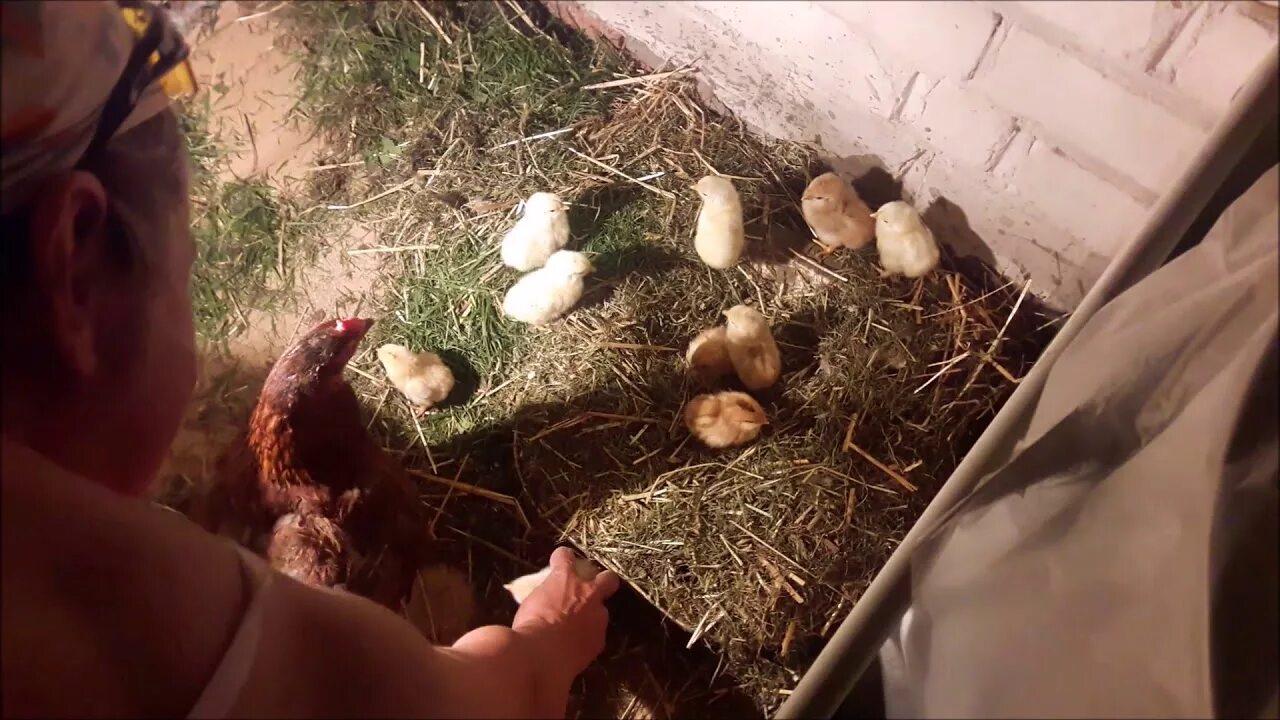 Какая курица выводит цыплят. Гнездо для квочки с цыплятами. Место для квочки с цыплятами. Гнездо для наседки. Гнездо для наседки курице.