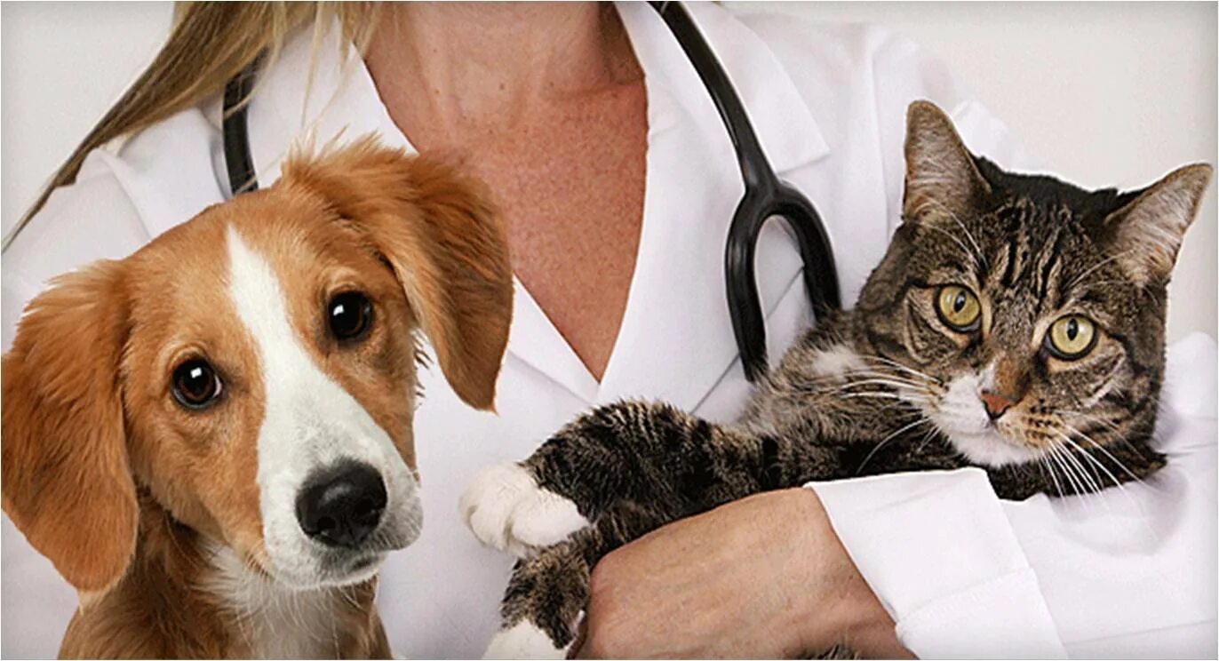 Pet clinic. Больница для животных. Животные Ветеринария. Домашние животные Ветеринария. Собака Ветеринария.