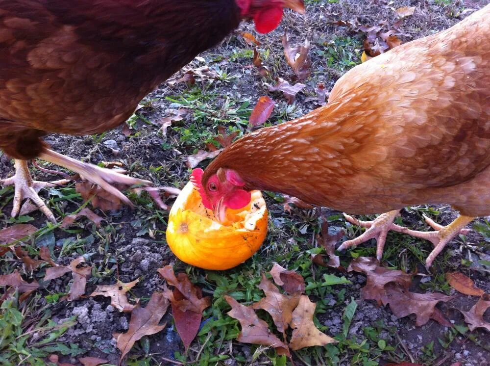 Куры можно кукурузы. Курица клюет. Курица расклевывает яйцо. Курица с яйцами.