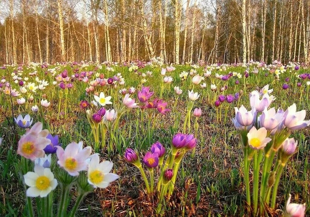 В лесу на солнечной полянке расцвели гвоздика. Первоцветы (подснежники, крокусы, гиацинты).. Кандыки подснежники Полянки. Первоцветы Волго Ахтубинской Поймы. Подснежник Сибирский прострел.