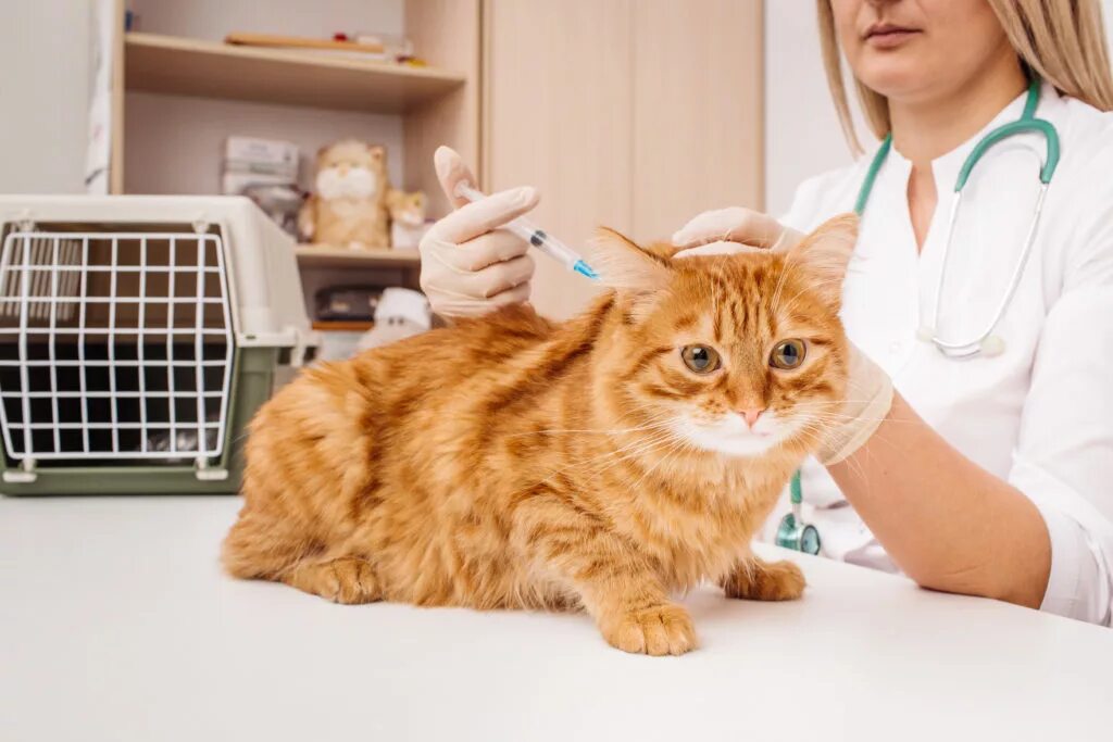 Ветеринар для кошки отзывы. Ветеринар с кошкой. Кот в ветклинике. Вакцинация кошек. Кошка в ветеринарной клинике.