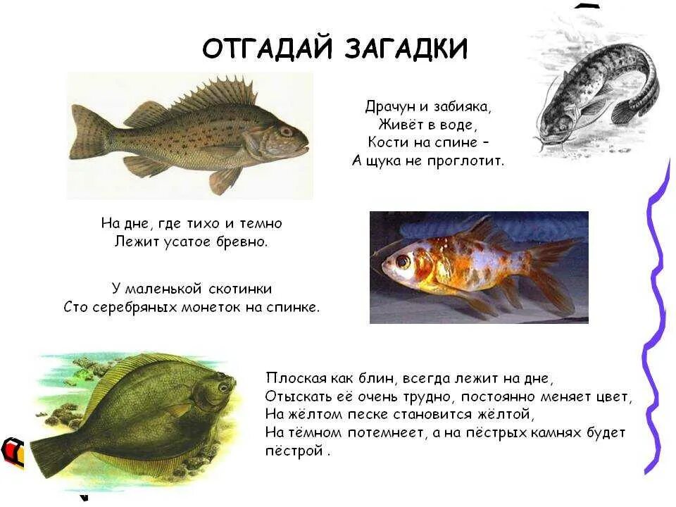 Загадка водоем. Загадка о рыбе для детей дошкольников. Загадки про рыб. Загадки про рыб для детей. Загадки про рыб для дошкольников.