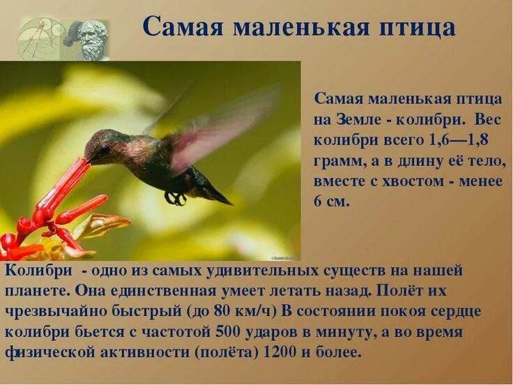 Русский язык 2 класс прощай маленькая птичка. Описание птиц. Маленькая птичка с коричневато-серым оперением. Примеры монологов и диалогов. Стих с рифмой птичка спичка.