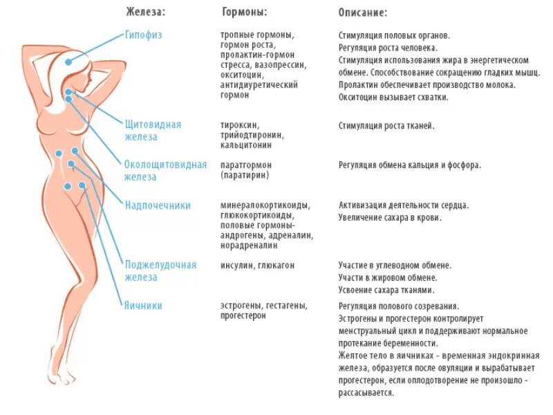 Как работают гормоны у женщин. Анализы на гормоны женские. Список гормонов для женщин. Органы вырабатывающие гормоны у женщины.