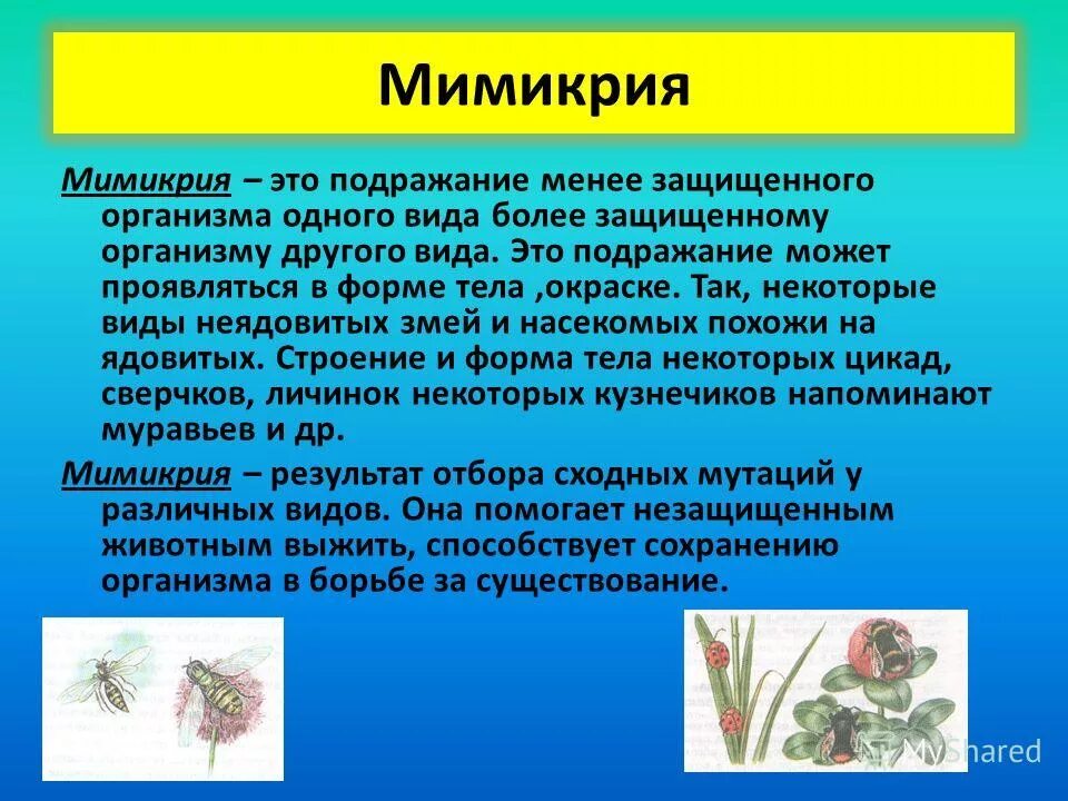 Мимикрия программа. Подражание более защищенному организму. мимикрия подражание. подражание менее защищенного вида более защищенному называется. мимикрия это результат.