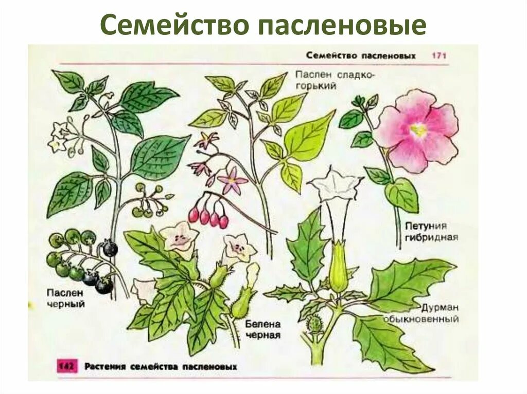 Семейства покрытосеменных Пасленовые. Цветок растений семейства Пасленовые. Белена Пасленовые. Паслен дурман. Паслен черный представители