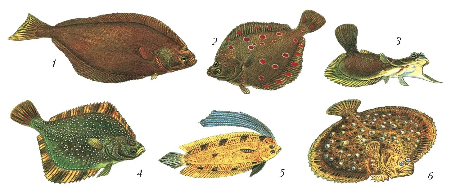 Семейства камбаловых камбала. Семейство камбаловых рыб. Семейство камбаловых рыб список. Отряд камбалообразные представители. Морская камбала тип