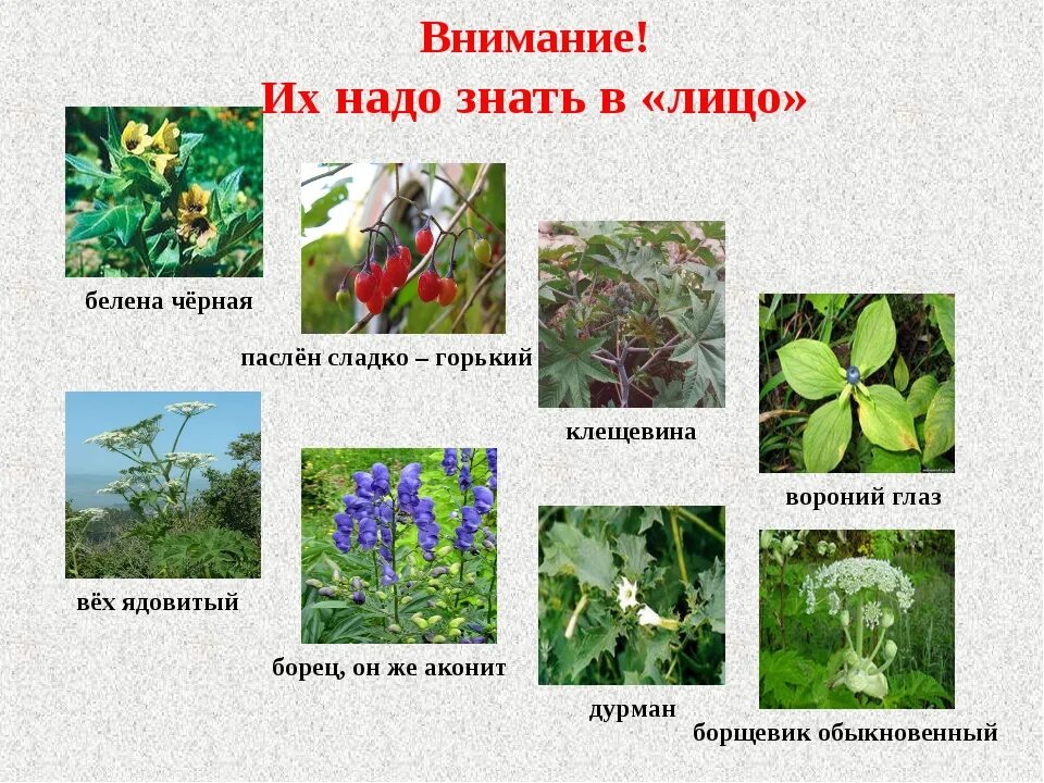 Какие растения часто встречаются. Ядовитые дикорастущие растения. ядовитые лесные растения. ядовитые растения названия. лекарственные и ядовитые травы.