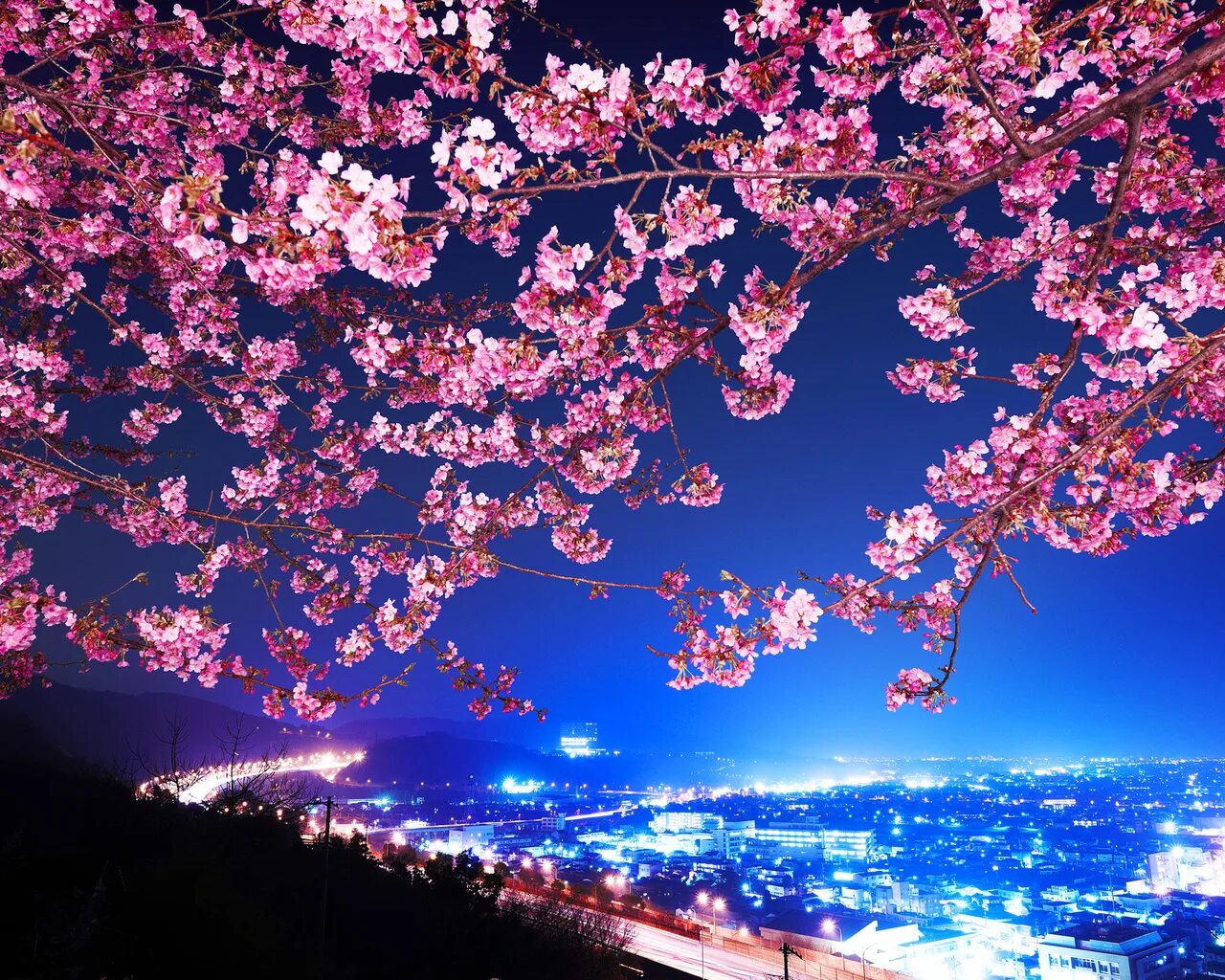 Сеул Южная Корея Сакура. Цветение Сакуры. Ночная Сакура. Красивая Сакура.