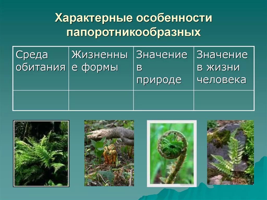 Значение папоротников в жизни природы. Папоротниковидные среда обитания. Папоротниковидные характеристика. Характерные особенности папоротникообразных. Характерные признаки папоротниковидных растений.