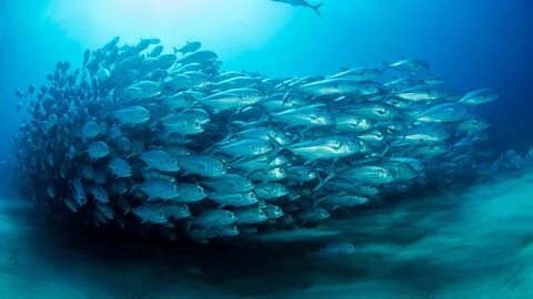 And fish lives in the sea