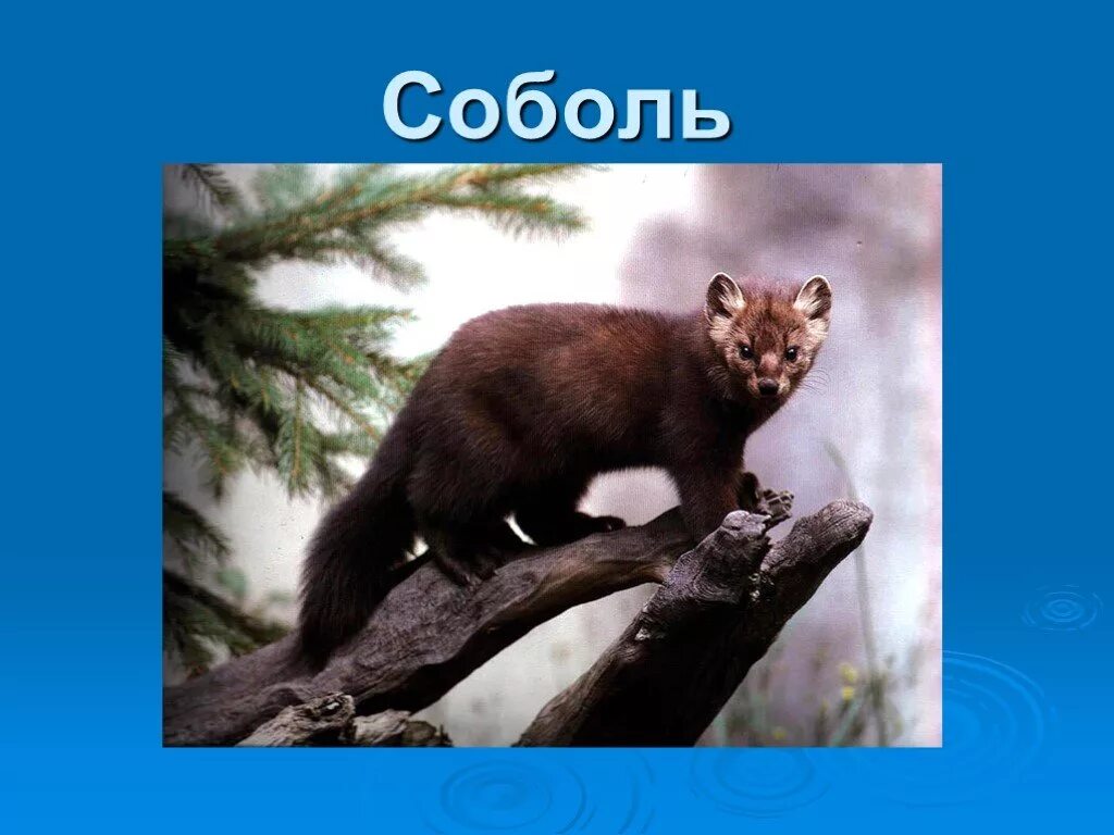 Соболь животное обитающее в природной