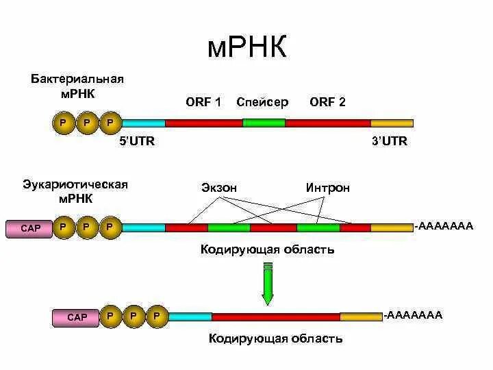 Структура ИРНК эукариот. Матричная РНК строение. Матричная РНК схема. Структура м РНК У эукариот.