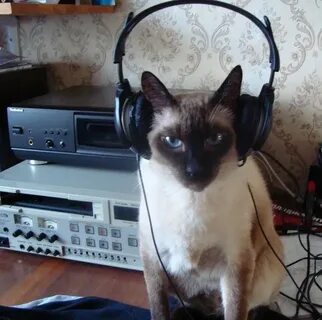 Культурный кот слушать