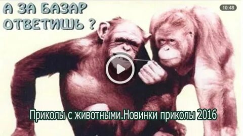 Шутки 2016