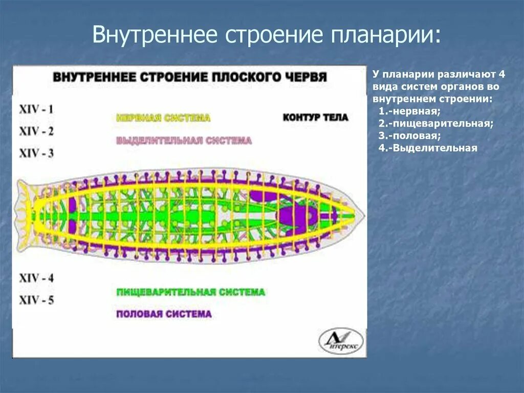 Строение систем органов планарии. Строение нервной системы белой планарии. Строение нервной системы плоских червей. Система внутренних органов планарии.