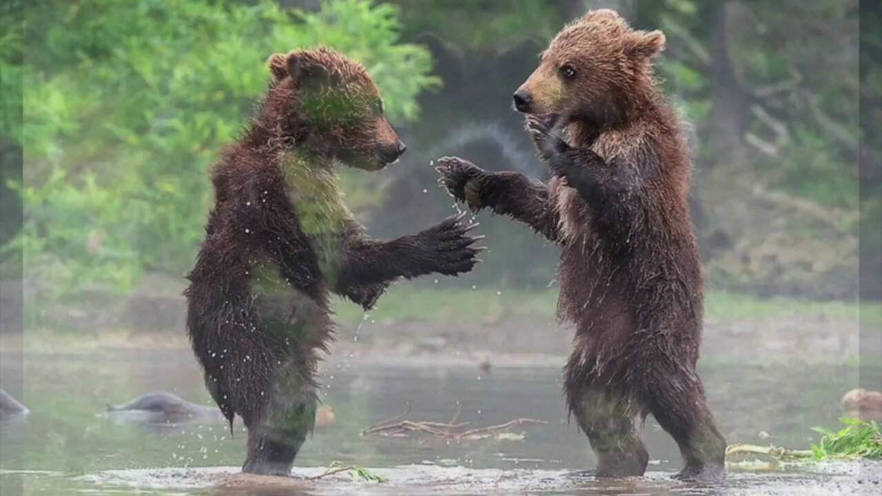 Где медведь танцует. Танцующие медведи. Два медведя. Медведь танцует. Бурый медведь танцует.