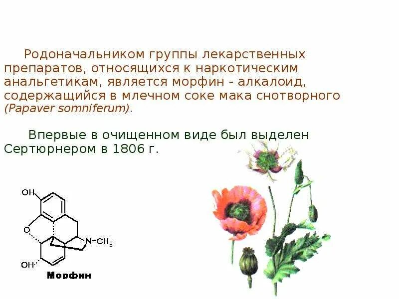 Алкалоид в чайных листьях. Мак снотворный алкалоиды. Алкалоиды мака снотворного. Алкалоиды лекарственные растения. Растения содержащие алкалоиды.