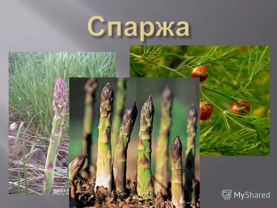 побеги спаржи. спаржа лилейные. растения семейства спаржевых. аспарагус спаржа садовая. аспарагус обыкновенный.