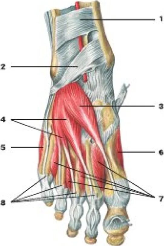 Foot muscle. Мышца разгибатель большого пальца стопы. Мышца короткий разгибатель пальцев стопы. Короткий разгибатель пальцев стопы анатомия. Тыльные мышцы стопы.