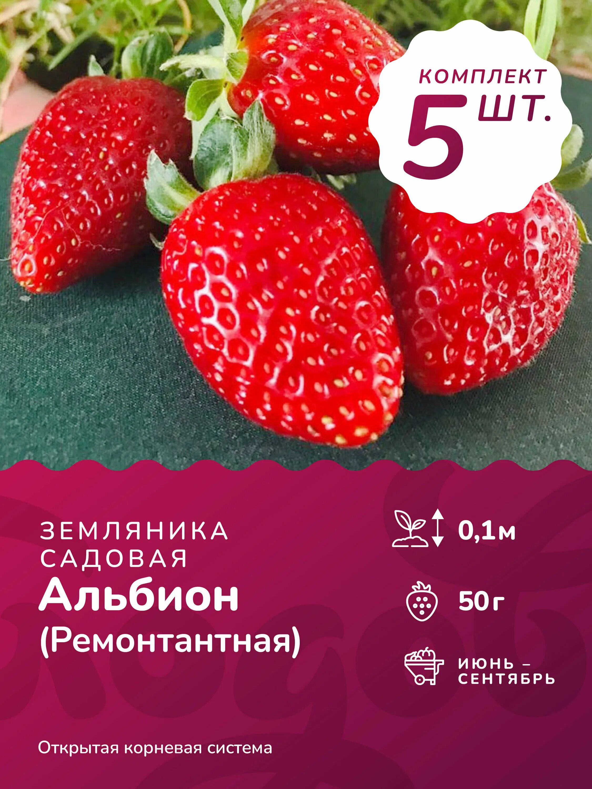Альбион клубника описание сорта. Витязь клубника сорт. Описание земляники альбион. Клубника альбион масса размер плода. Описание земляники альбион.