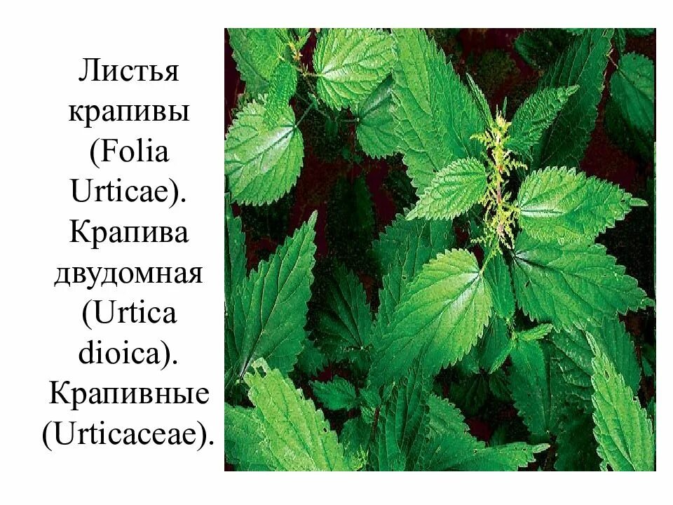 Крапива двудомная (Urtica dioica). Крапива двудомная (Urtíca dióica). Крапива двудомная описание. Крапива двудомная гербарий. Листья крапивы на латинском