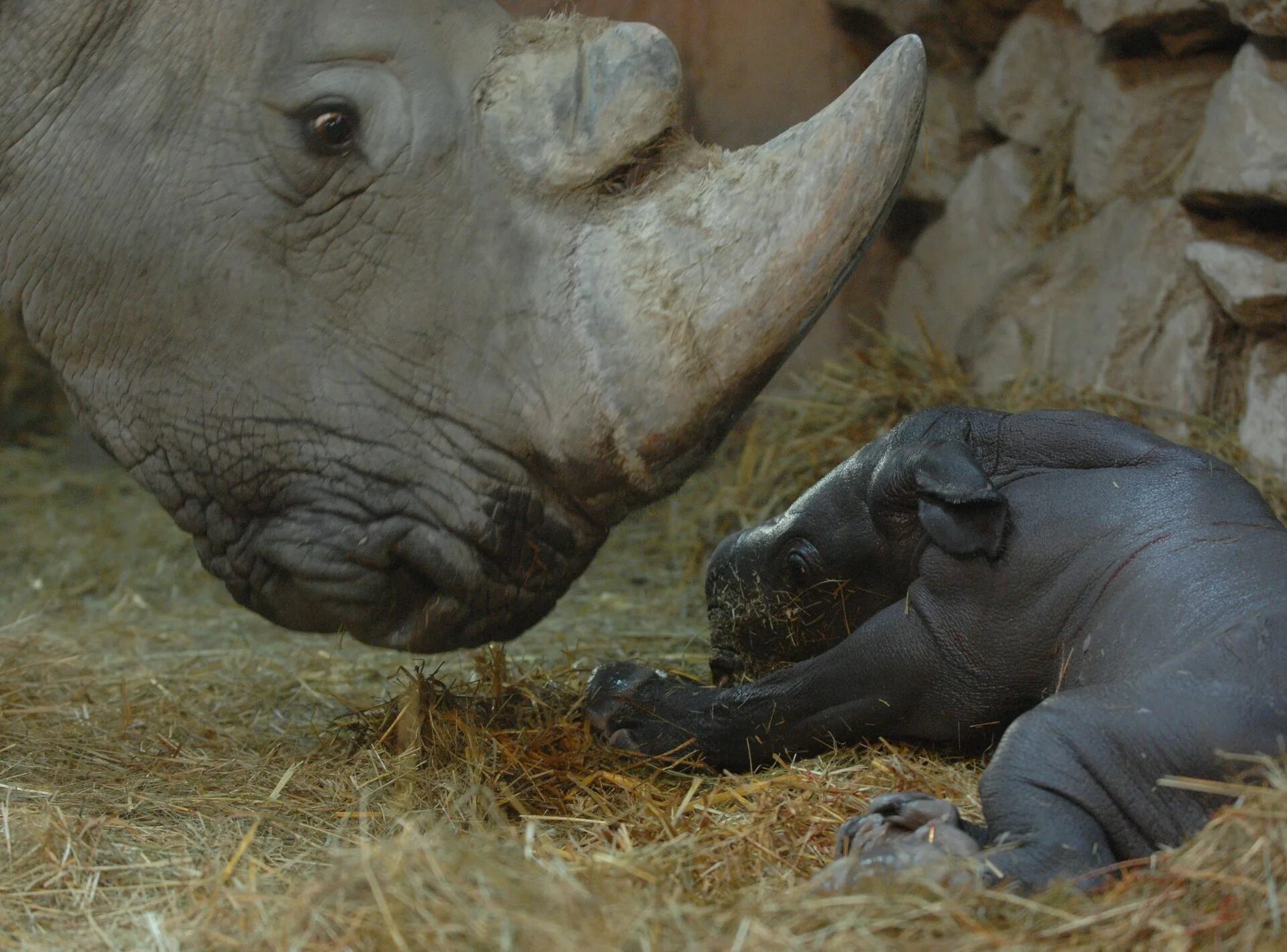 Как называют носорога. Новорожденный суматранский носорог. Носорог и носорожек. Детеныш носорога. Маленький носорожек.