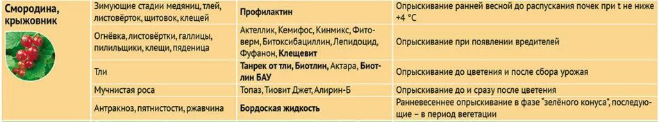 Чем можно опрыскать смородину весной. Весенняя обработка смородины от вредителей и болезней. Обработка смородины весной от болезней и вредителей. Препараты для обработки смородины весной от вредителей и болезней. Обработка черной смородины весной от болезней и вредителей.