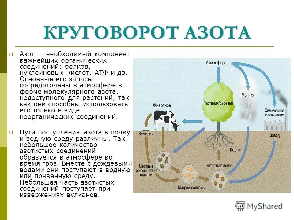 Синтез нитратов. Круговорот азота (по ф.Рамаду, 1981). Круговорот азота биология 9 класс. Круговорот веществ в природе вода углерод азот. Круговорот азота в биосфере 9 класс.