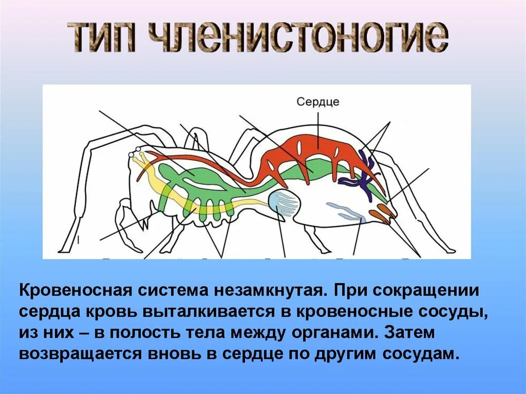 У каких беспозвоночных замкнутая кровеносная система. Кровеносная система членистоногих схема. Строение сердца членистоногих. Кровеносная система членистоногих сердце. Схема строения кровеносной системы членистоногих.