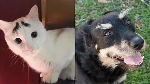 Бровиста для собак