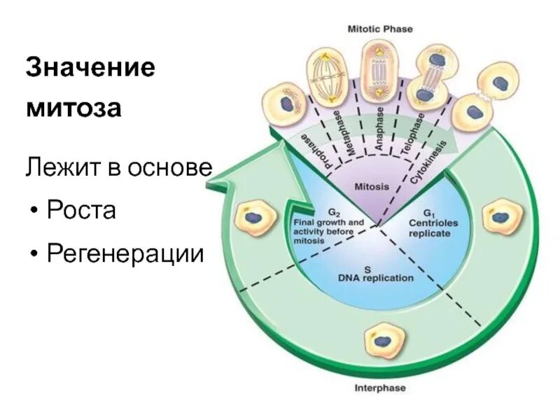 Лежит в основе роста регенерации. Cell division phases. митоз лежит в основе роста. в основе регенерации лежит митоз. cell cycle phases.