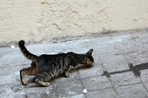 Хромая кошка