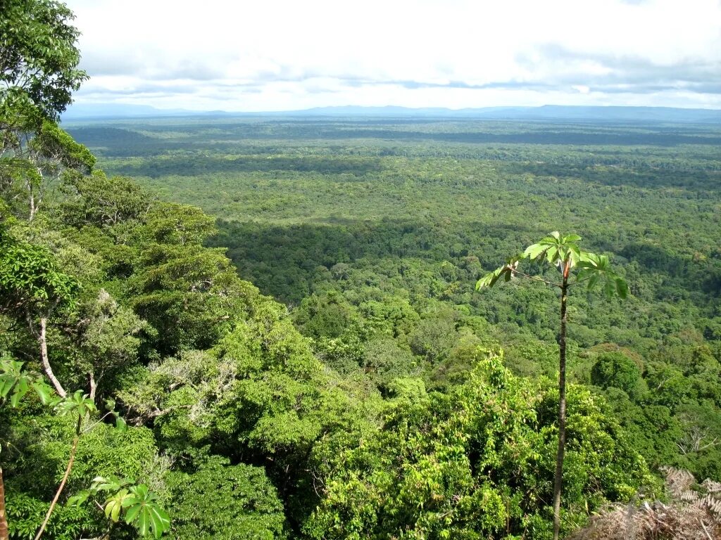 Вулкан ареналь коста рика. Растительный мир южной. Тропические леса нигерии. Растительный мир южной америки. Растительный мир южной.