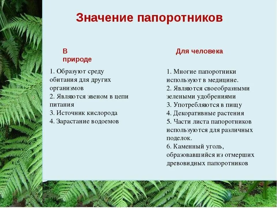 Среда обитания хвощей плаунов. Папоротники размножаются вегетативно. Значение папоротников. Значение папоротников в природе. Значение папоротниковидных.