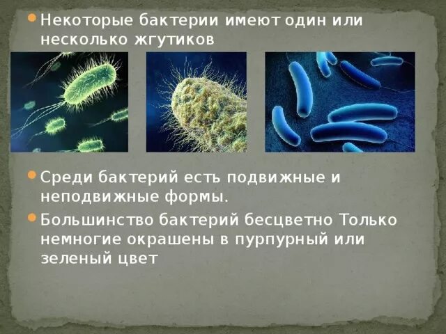 Большинство бактерий можно увидеть. Подвижные формы бактерий. Неподвижные формы бактерий. Жгутики бактерий. Разные формы бактерий.