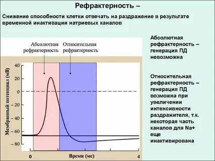 Рефрактерный период и его роль 10 класс