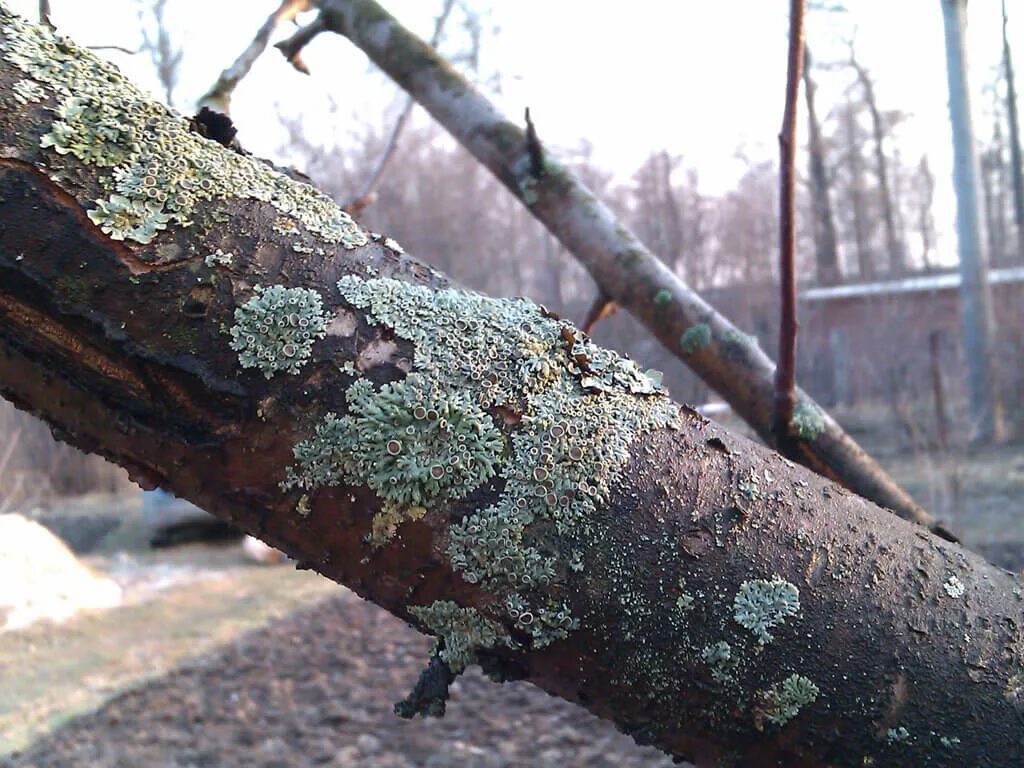 Заражение деревьев. Цитоспороз (стволовая гниль. Заражение деревьев. Цитоспороз абрикос кора. Грибковое поражение коры яблони.