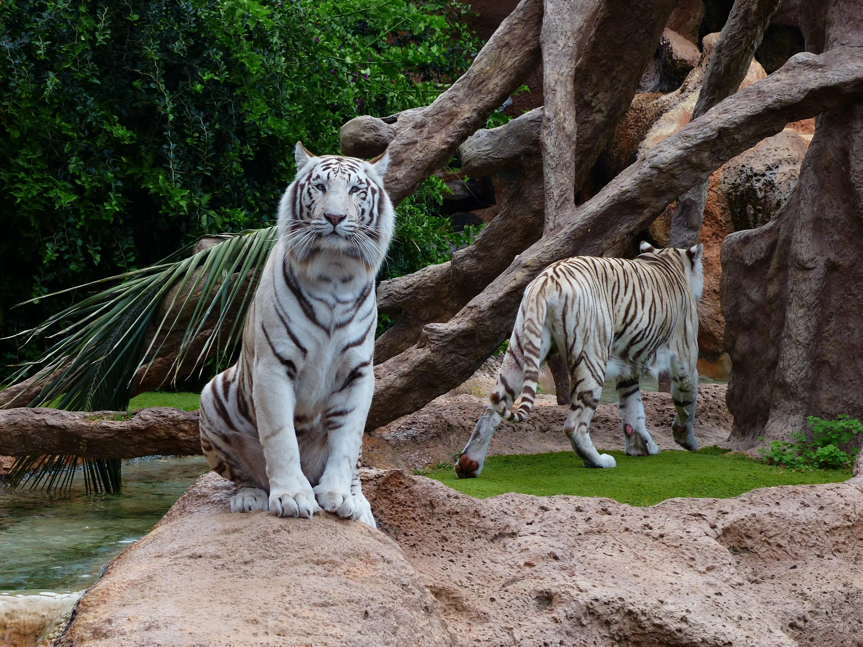 Тигр. Животные тигр. The jangsan tiger. The jangsan tiger. Тигры в динамике за 100 лет.