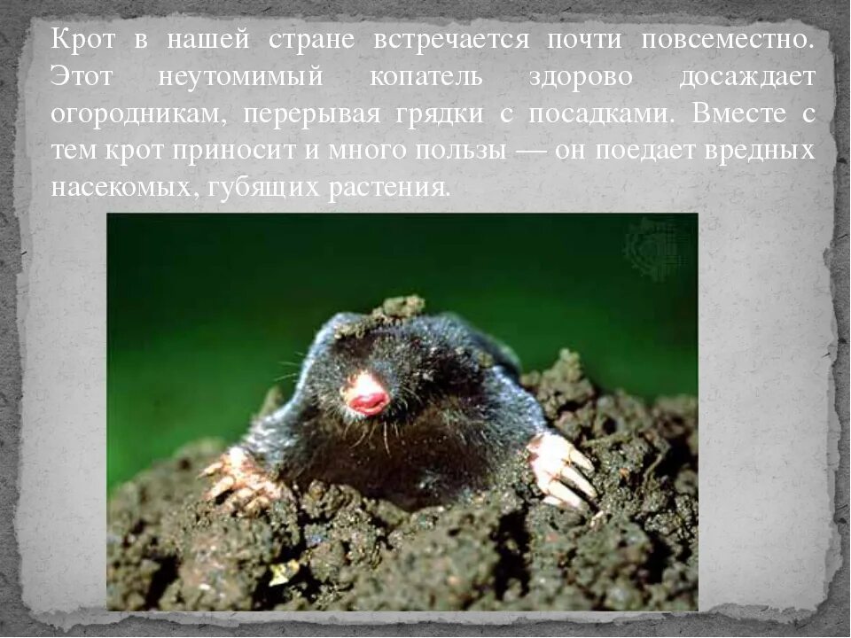 Насекомоядные крот. Насекомоядные крот. Европейский крот. Нора слепыша. Насекомоядные крот.