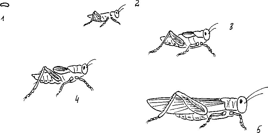 Цикл развития саранчи. Жизненный цикл саранчи. Развитие с неполным превращением у саранчи. Цикл развития кузнечика схема.