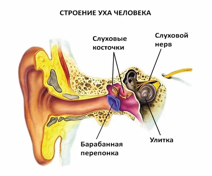 В каком органе слуха размещаются слуховые косточки. Строение наружного уха барабанная перепонка. Анатомия уха барабанная перепонка. Ухо барабанная перепонка строение. Барабанная перепонка строение уха.