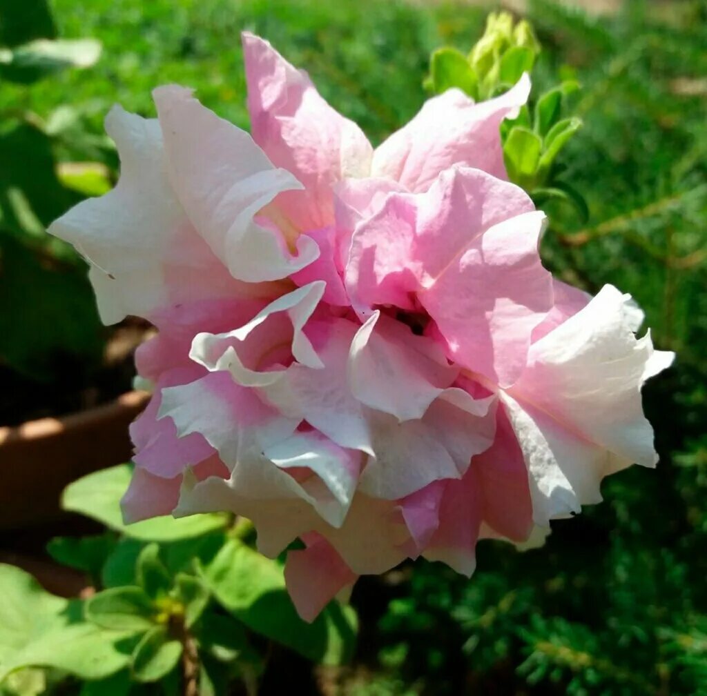 Петуния махровая дабл каскад орхид мист. Петуния дабл каскад f1 орхид мист (махровая). Петуния дабл каскад орхид мист. Петуния каскад орхид мист. Петуния махровая дабл каскад орхид мист.