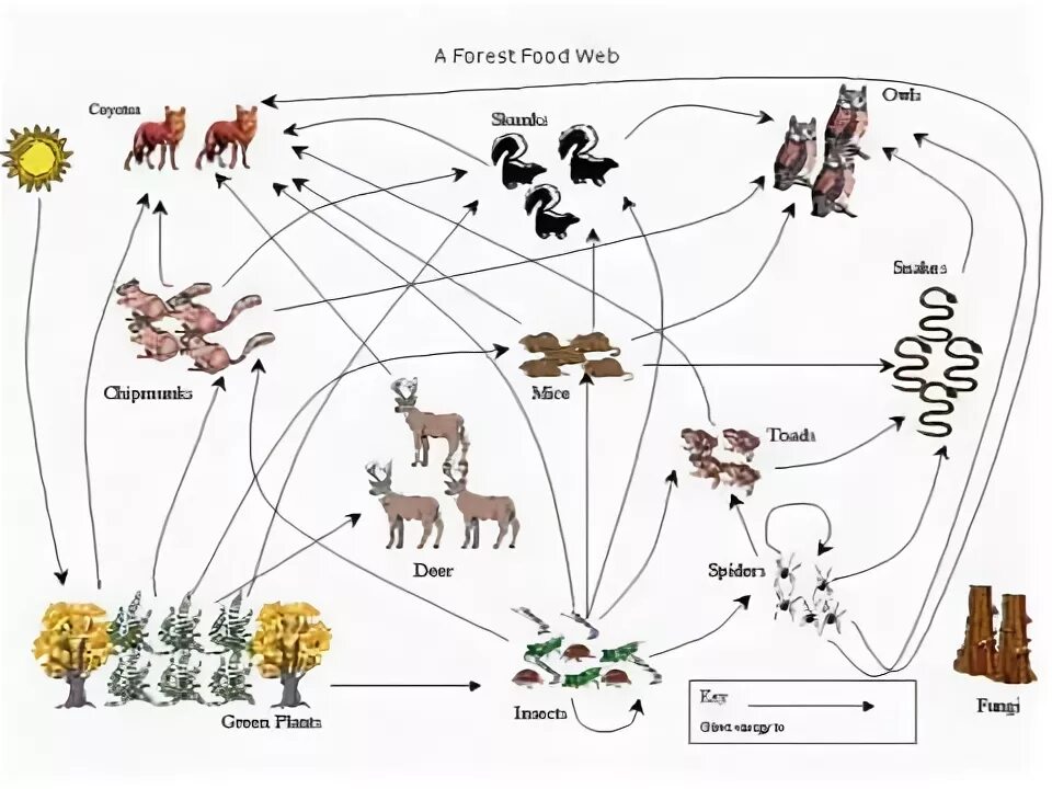 Схема цепи питания смешанных лесов Taiga Boreal Forests Food chain, Food web, Biomes