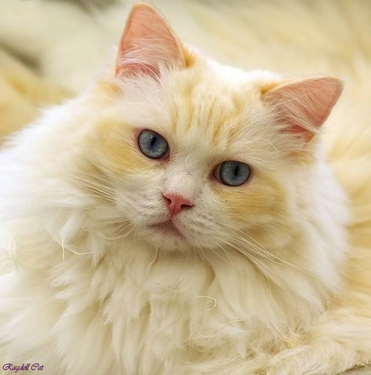 сибирская кошка рыжая короткошерстная. котята с большими ушами. рыжий котенок с желтыми глазами. желтые коты порода. рыжий котик.