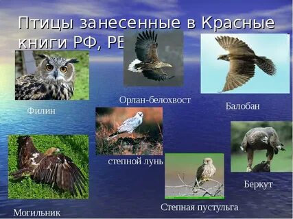 Красная книга башкортостана животные